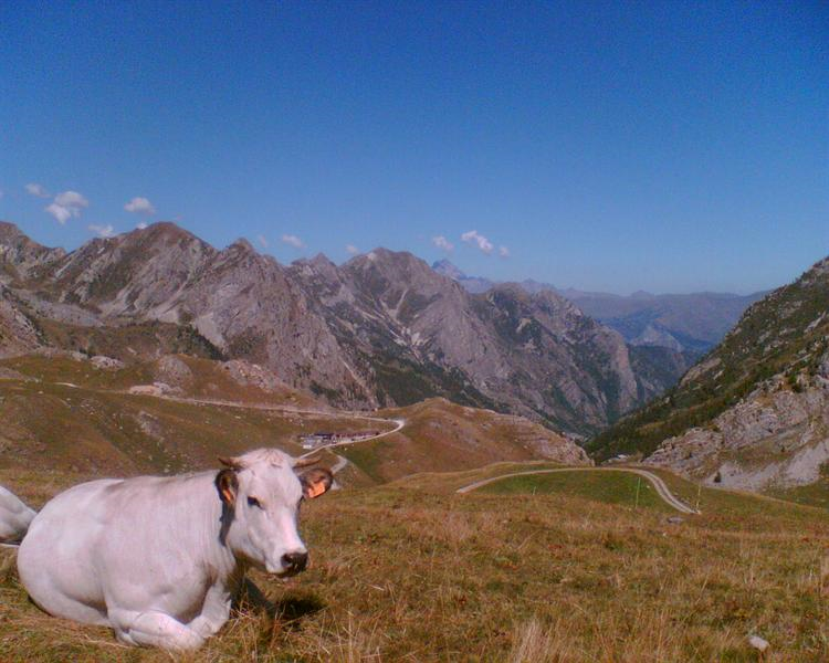 Animali in Valle Maira