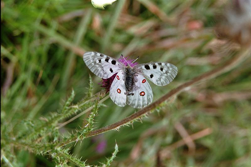 Animali in Valle Maira