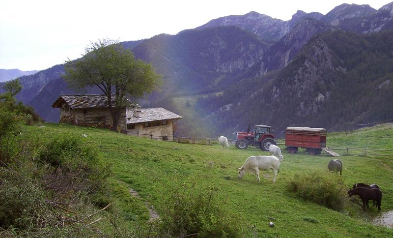 Animali in Valle Maira