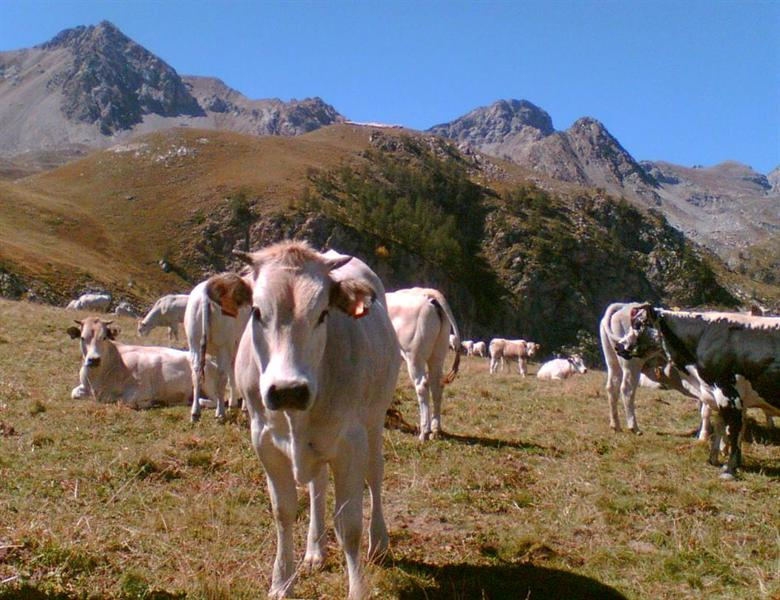 Animali in Valle Maira